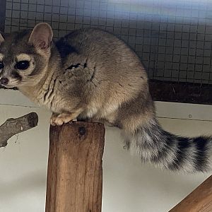 Ringtail 101119