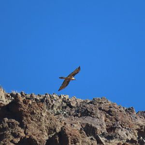 Bearded vulture