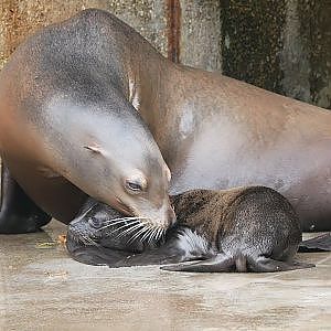 Paul & Lynsey's Zoo Tour #91 Artis Zoo - YouTube