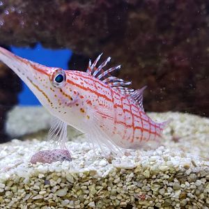 Longnose Hawkfish