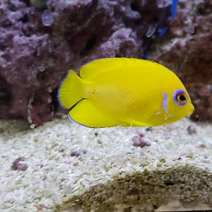 Lemonpeel Angelfish