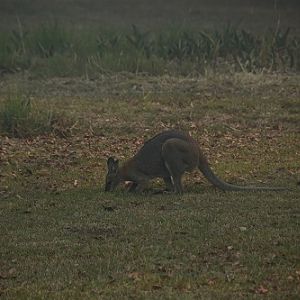 Red-necked wallaby feeding whilst bush fires blaze nearby.