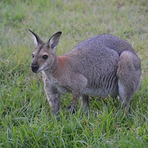 Red-necked wallaby