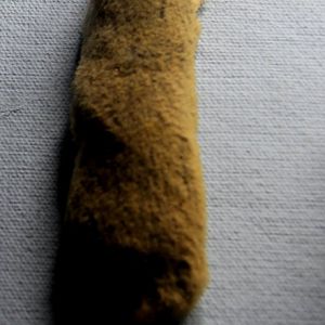 taxidermied northern short-tailed shrew (Blarina brevicauda)