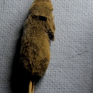 taxidermied smoky shrew (Sorex fumeus)