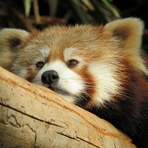 Red Panda at Kobe Animal Kingdom, 2019