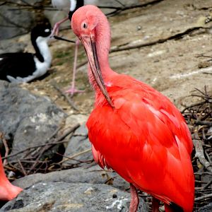Scarlett Ibis at Kobe Animal Kingdom