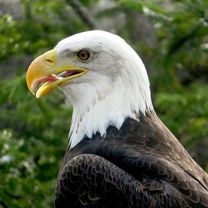 American Bald Eagle at Kobe Animal Kingdom