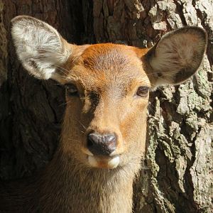 Nara Deer Park, Japan