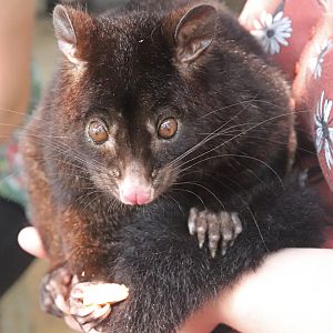 Short-eared Brushtail Possum (Trichosurus caninus)