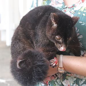 Short-eared Brushtail Possum (Trichosurus caninus)