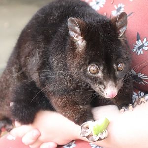 Short-eared Brushtail Possum (Trichosurus caninus)