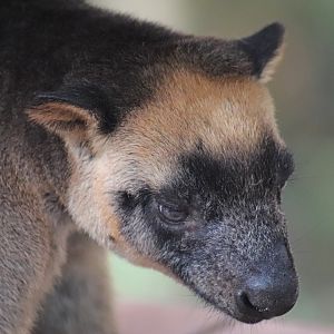 Lumholtz's Tree Kangaroo (Dendrolagus lumholtzi)