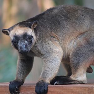 Lumholtz's Tree Kangaroo (Dendrolagus lumholtzi)