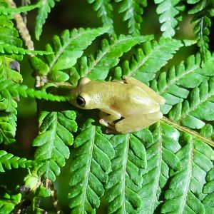 KawaZoo - African Frog ID?