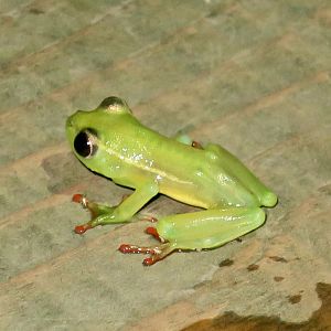 KawaZoo - African Frog ID?