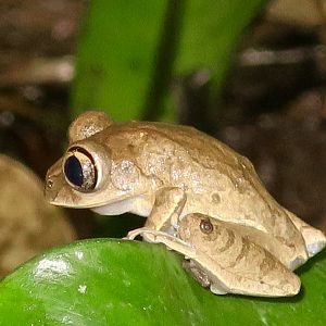 KawaZoo - African Frog ID?