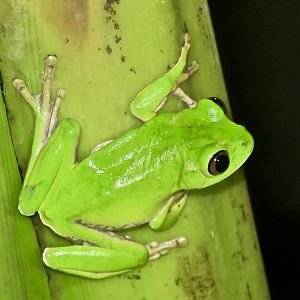 KawaZoo - African Frog ID?