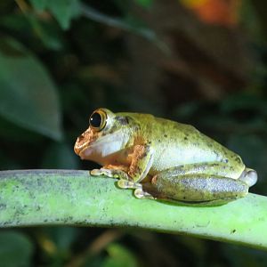 KawaZoo - African Frog ID?