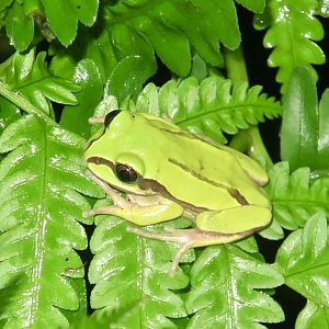 KawaZoo - African Frog ID?