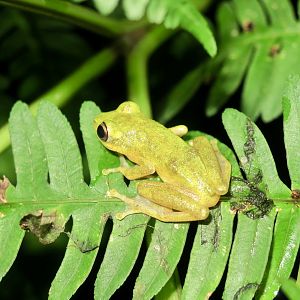 KawaZoo - African Frog ID?