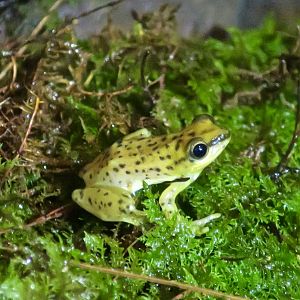 KawaZoo - African Frog ID?