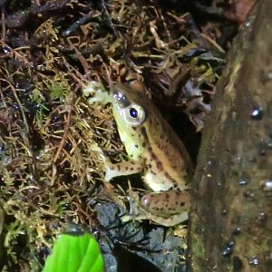 KawaZoo - African Frog ID?