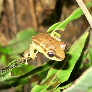 KawaZoo - African Frog ID?
