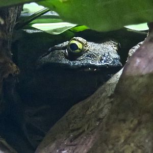 Goliath Frog (Conraua goliath)