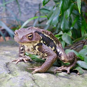 Japanese Toad (Bufo japonicus formosus)