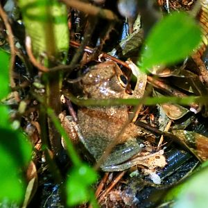 KawaZoo - African Frog ID?