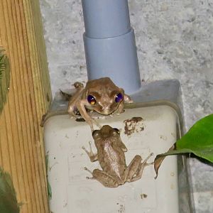 KawaZoo - African Frog ID?