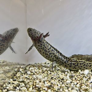 Anderson's Salamander (Ambystoma andersoni)