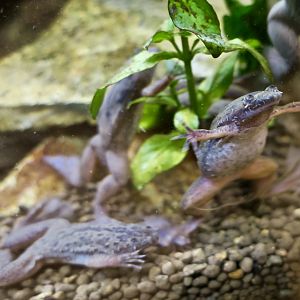 Fraser's Platanna (Xenopus fraseri)