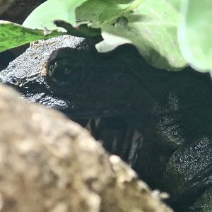 Goliath Frog (Conraua goliath) - KawaZoo