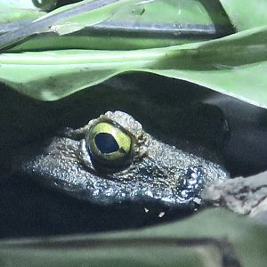 Goliath Frog (Conraua goliath) - KawaZoo