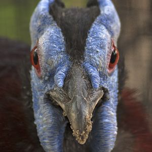 Bulwer's wattled pheasant