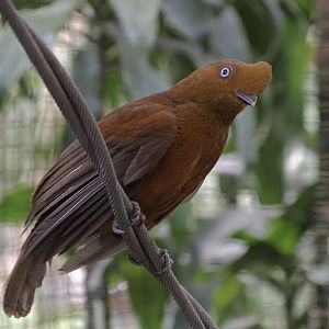 Andean cock-of-the-rock