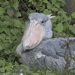 Shoebill