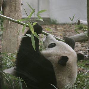 Giant panda, Tian Bao