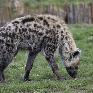 Spotted hyaena