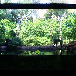 Mekong River - Lion-tailed Macaque exhibit