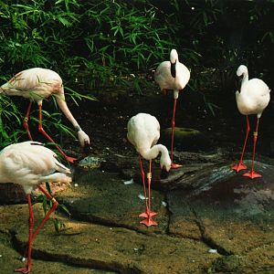 Lesser Flamingos