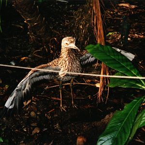 Spotted Thick-Knee