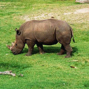 White Rhinoceros