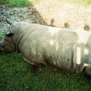 White Rhinoceros