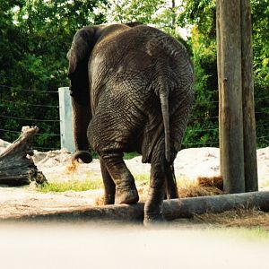 African Elephant