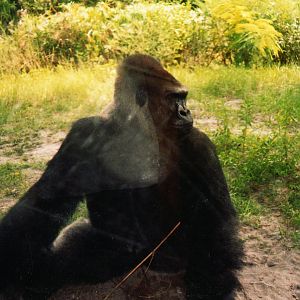 Western Lowland Gorilla Silverback