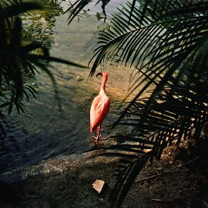 Scarlet Ibis