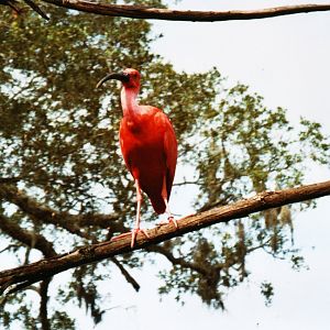 Scarlet Ibis